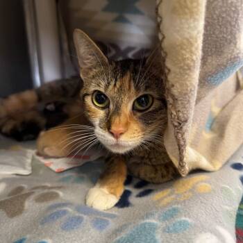 Domestic Short Hair Cats Available for Adoption in Asheville, North Carolina - Mildred | PetCurious
