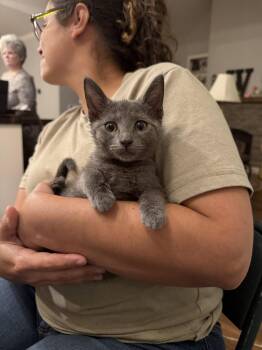 Marriot (Available for pre-adoption) -  Russian Blue Cat for Adoption in Camden, South Carolina - Marriot (Available For Pre-adoption) | PetCurious