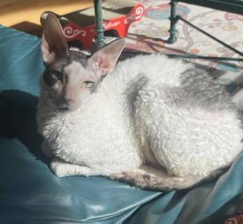 Cornish Rex Cats Available for Adoption - Milkshake | PetCurious