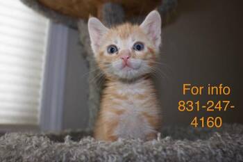 Negroni -  Tabby Cat Available for Adoption in Santa Cruz, California - Negroni | PetCurious