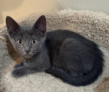 Nella -  Domestic Short Hair Cat for Adoption in East Hanover, New Jersey - Nella | PetCurious