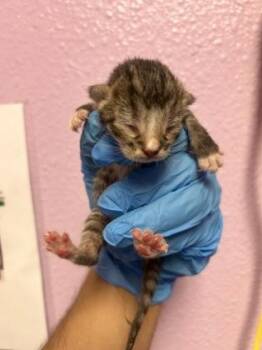 Domestic Short Hair Cats Available for Adoption in El Paso, Texas - 60865729 | PetCurious