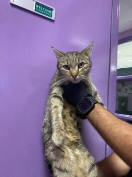 Domestic Short Hair Cats Available for Adoption - Slayter | PetCurious