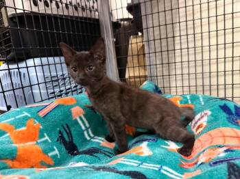 Tippy -  Domestic Short Hair Cat for Adoption in Raleigh, North Carolina - Tippy | PetCurious