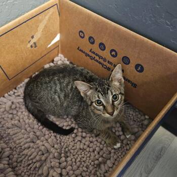 Robin -  Domestic Short Hair Cat for Adoption in Bismarck, North Dakota - Robin | PetCurious