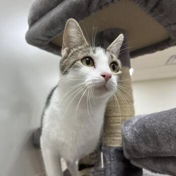 Marmot -  Domestic Short Hair Cat for Adoption in Lyndhurst, Virginia - Marmot | PetCurious
