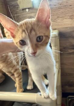 Tangelo -  Domestic Short Hair Cat for Adoption in North Tonawanda, New York - Tangelo | PetCurious