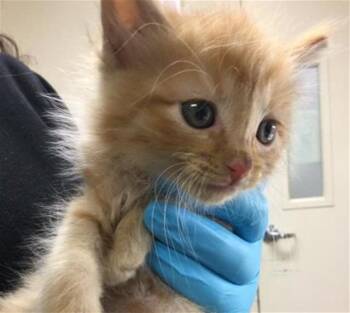 Domestic Long Hair Cats Available for Adoption in Riverside, California - BOB | PetCurious