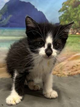 Liam -  Domestic Short Hair Cat for Adoption in San Antonio, Texas - Liam | PetCurious