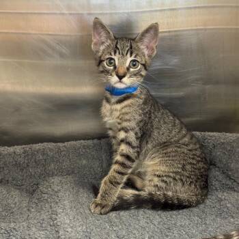 Handyman -  Domestic Short Hair Cat for Adoption in Los Angeles, California - Handyman | PetCurious