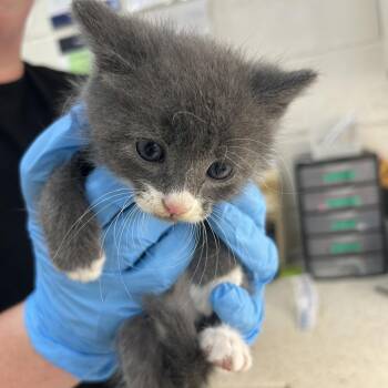 Domestic Short Hair Cats Available for Adoption in Auburn, Alabama - Alakazam | PetCurious