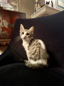 Domestic Short Hair Cats Available for Adoption in Chicago, Illinois - Charm, Keeper Of Small Secrets | PetCurious
