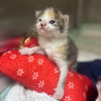 Store Brand -  Domestic Short Hair Cat for Adoption in Winston-salem, North Carolina - Store Brand | PetCurious