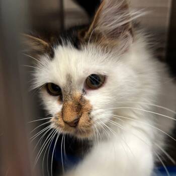 Meowly Cyrus -  Domestic Medium Hair Cat for Adoption in Raymond, Washington - Meowly Cyrus | PetCurious