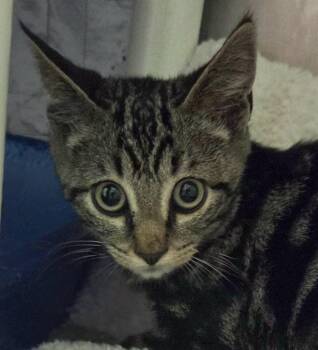 Old Jack -  Domestic Short Hair Cat for Adoption in Olean, New York - Old Jack | PetCurious