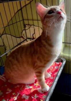 Domestic Short Hair Cats Available for Adoption - Reuben | PetCurious
