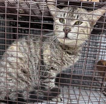 Domestic Short Hair Cats Available for Adoption in Houston, Texas - A654782 | PetCurious