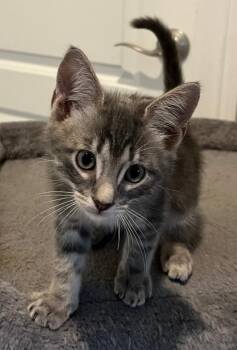 Kasparov -  Domestic Short Hair Cat for Adoption in Cape Coral, Florida - Kasparov | PetCurious