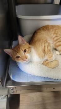 Swirls -  Domestic Short Hair Cat for Adoption in Metter, Georgia - Swirls | PetCurious