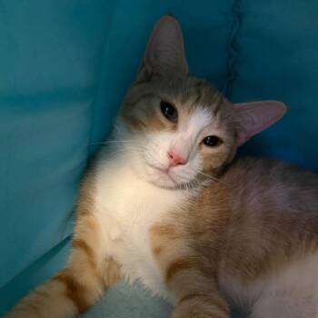 Brick -  Domestic Short Hair Cat for Adoption in Wantagh, New York - Brick | PetCurious