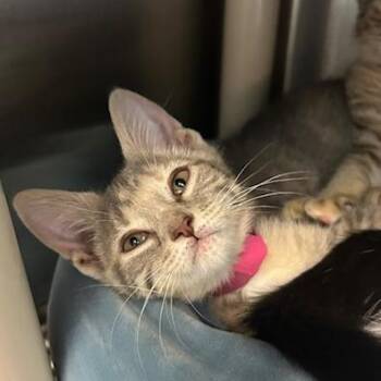 Birdie -  Domestic Short Hair Cat for Adoption in Knoxville, Tennessee - Birdie | PetCurious