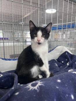 Tigger -  Domestic Short Hair Cat for Adoption in Mcpherson, Kansas - Tigger | PetCurious