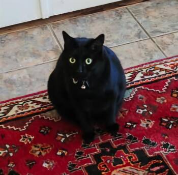 JULIETTE -  Domestic Short Hair Cat for Adoption in San Antonio, Texas - JULIETTE | PetCurious
