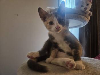 Ayla -  Domestic Short Hair Cat for Adoption in Chicago, Illinois - Ayla | PetCurious