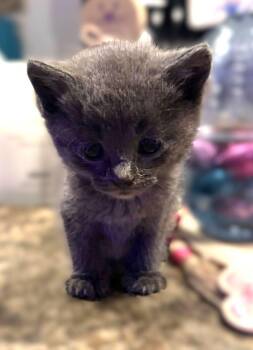 Domestic Short Hair Cats Available for Adoption in Savannah, Georgia - Noah | PetCurious