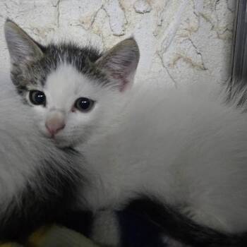 Bambam -  Domestic Short Hair Cat for Adoption in Sioux Falls, South Dakota - Bambam | PetCurious