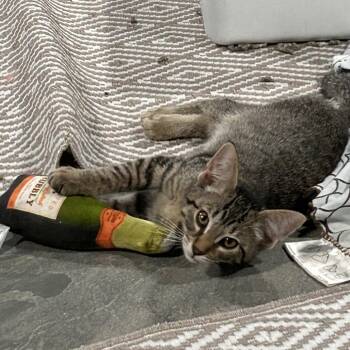 Tomatillo -  Domestic Short Hair Cat for Adoption in La Grange, Kentucky - Tomatillo | PetCurious