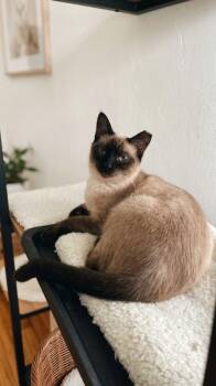 Mocha -  Siamese Cat for Adoption in Sunnyvale, California - Mocha | PetCurious
