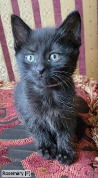 Rosemary -  Domestic Long Hair Cat for Adoption in Rochester Hills, Michigan - Rosemary | PetCurious