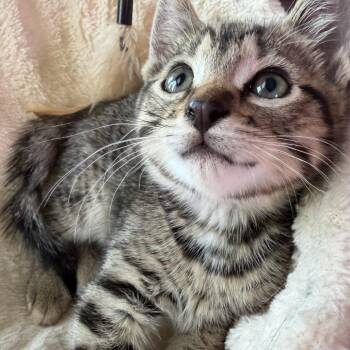 Jasper aka Shotgun -  Domestic Medium Hair Cat Available for Adoption in San Antonio, Texas - Jasper Aka Shotgun | PetCurious