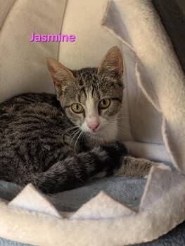 Jasmine -  Tabby Cat for Adoption in Shrewsbury, Massachusetts - Jasmine | PetCurious