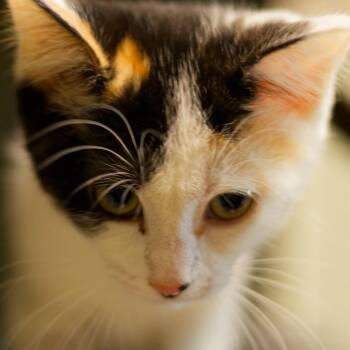 Violet -  Domestic Short Hair Cat for Adoption in Hot Springs, Arkansas - Violet | PetCurious