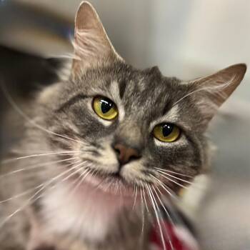 Zeus -  Domestic Long Hair Cat for Adoption in Springfield, Illinois - Zeus | PetCurious