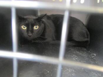 CHEVY -  Domestic Short Hair Cat for Adoption in Ocala, Florida - CHEVY | PetCurious