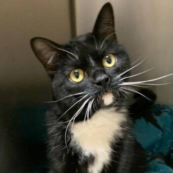 Tuxedo Cats Available for Adoption in Thayne, Wyoming - Tinsel | PetCurious