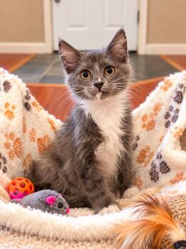 Busby Napa -  Domestic Long Hair Cat for Adoption in Napa, California - Busby Napa | PetCurious
