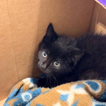 Chartreuse -  Domestic Short Hair Cat for Adoption in Lynchburg, Virginia - Chartreuse | PetCurious