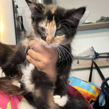 Cali -  Calico Cat for Adoption in Atlanta, Georgia - Cali | PetCurious
