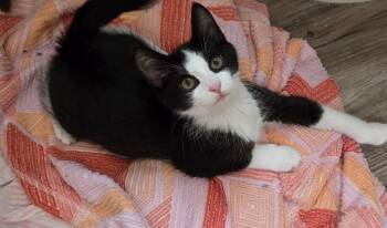 Chrysanthemum -  Domestic Short Hair Cat for Adoption in Lancaster, Pennsylvania - Chrysanthemum | PetCurious