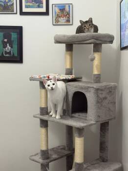 Rescue American Shorthair Cats for Adoption in Barboursville, West Virginia - Bobs Burgers | PetCurious