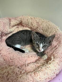 Rescue Domestic Short Hair Cats for Adoption in Clinton, South Carolina - Arvy | PetCurious