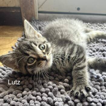 Lutz C11252 -  Domestic Short Hair Cat for Adoption - Lutz C11252 | PetCurious