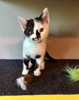 Mateo -  Domestic Short Hair Cat for Adoption in Clayton, New Jersey - Mateo | PetCurious