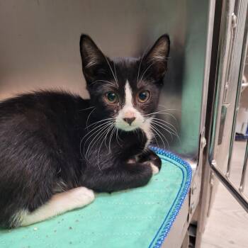 Rescue Domestic Short Hair Cats for Adoption in Belfair, Washington - Duke | PetCurious