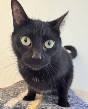 Rescue Domestic Short Hair Cats for Adoption in Erin, Ontario - Samantha | PetCurious