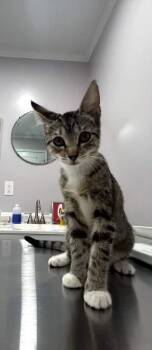 Sadie -  Domestic Short Hair Cat for Adoption in Mobile, Alabama - Sadie | PetCurious